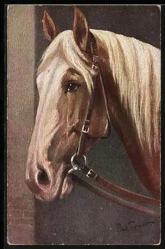 Künstler-AK Barbary Stallion, Profil eines Pferdekopfes