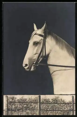 AK Pferd, Schimmel mit Halfter