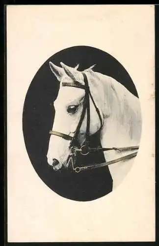 AK Weisses Pferd mit Geschirr
