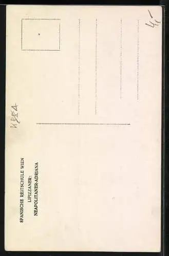 AK Weisses Pferd mit Geschirr im Profil