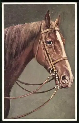 AK Seitenportrait eines Pferdes mit Zaumzeug