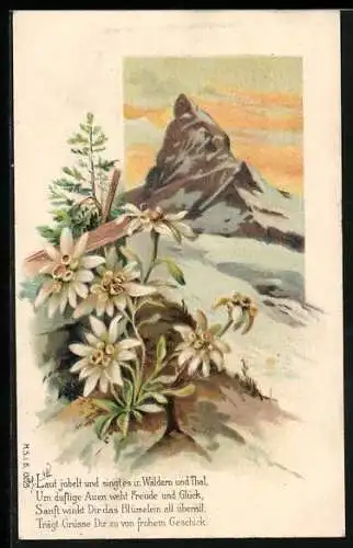 AK Edelweisse auf felsigem Untergrund, Bergspitze