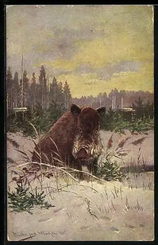 Künstler-AK M.Müller jun.: Wildschwein auf der Suche nach Futter im Winter