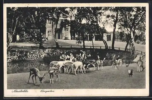 AK Neustrelitz, Rehe im Tiergarten