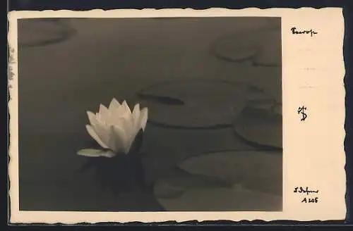 Foto-AK Adalbert Defner: Seerose