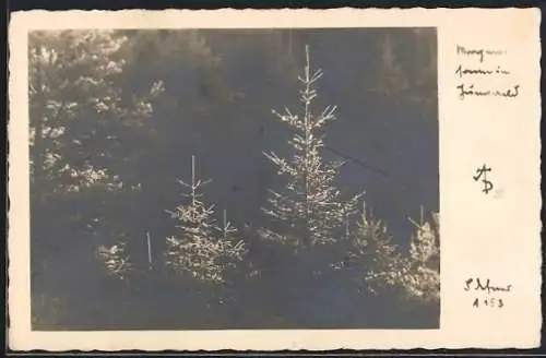 Foto-AK Adalbert Defner: Morgensonne im Wald