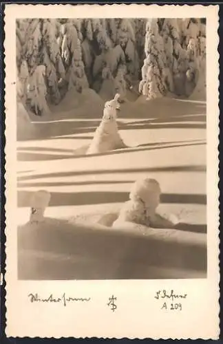 Foto-AK Adalbert Defner: Verschneite Tannen im Sonnenschein, Wintertraum