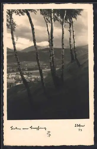 Foto-AK Adalbert Defner: Birken am Berghang