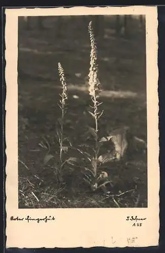 Foto-AK Adalbert Defner: Roter Fingerhut in voller Blüte