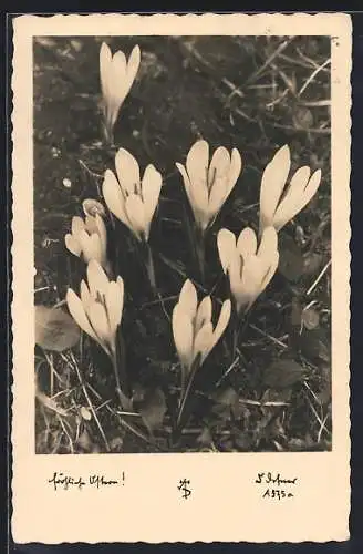 Foto-AK Adalbert Defner: Blühende Krokusse, Fröhliche Ostern