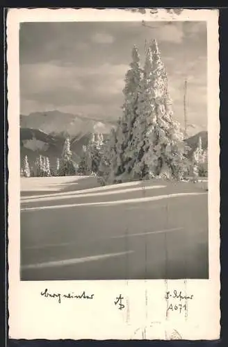 Foto-AK Adalbert Defner: Verschneite Tannen in den Bergen