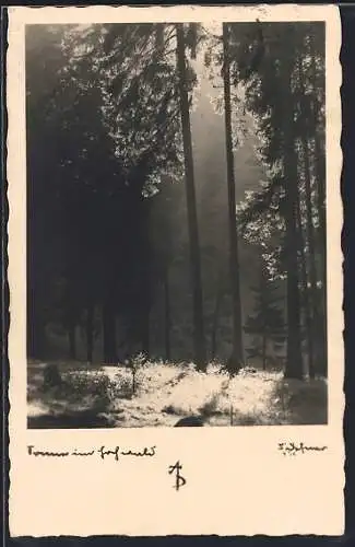 Foto-AK Adalbert Defner: Sonne im Hochwald