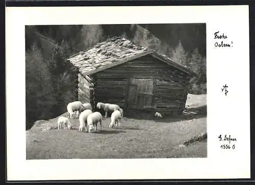Foto-AK Adalbert Defner: Schafe an der Almhütte