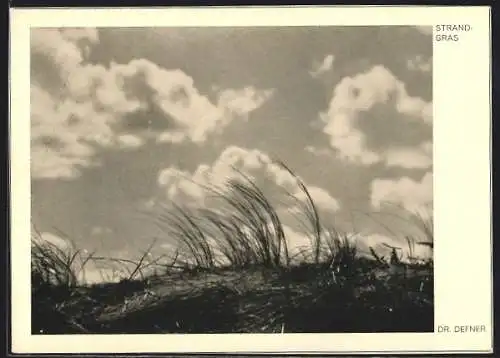 Foto-AK Adalbert Defner: Strandgras im Sonnenschein