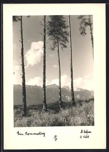 Foto-AK Adalbert Defner: Ein Sommertag