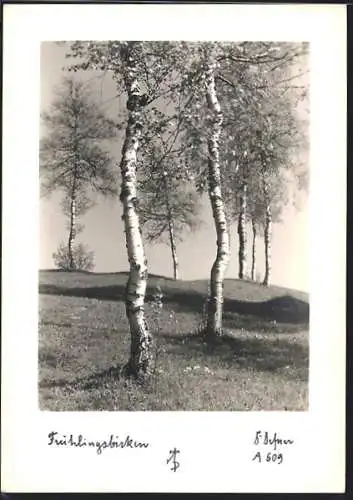 Foto-AK Adalbert Defner: Frühlingsbirken, Landschaft