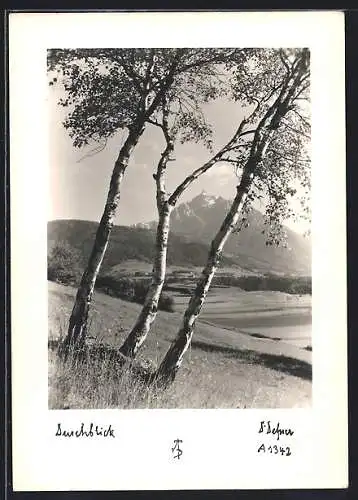 Foto-AK Adalbert Defner: Durchblick, Birken und Bergspitze