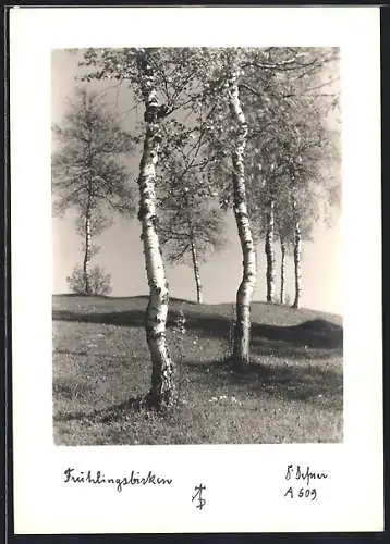 Foto-AK Adalbert Defner: Frühlingsbirken, Landschaft