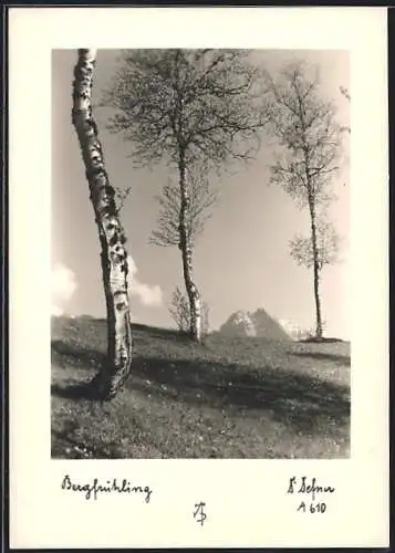 Foto-AK Adalbert Defner: Bergfrühling