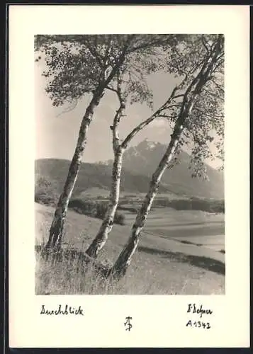 Foto-AK Adalbert Defner: Durchblick, Birken, Berggipfel