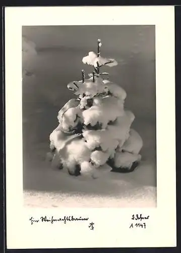 Foto-AK Adalbert Defner: Ein Weihnachtsbaum