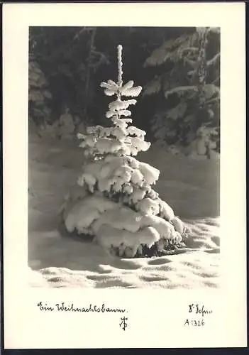 Foto-AK Adalbert Defner: Weihnachtsbaum im Schnee