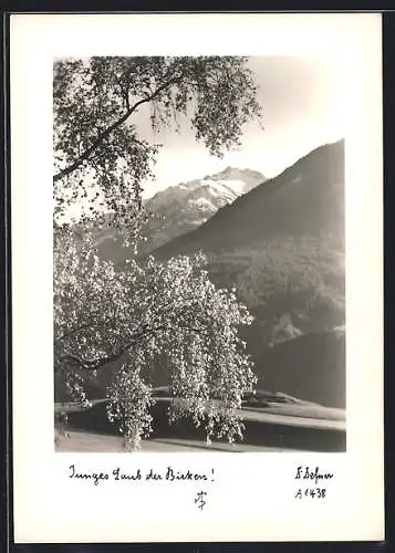Foto-AK Adalbert Defner: Junges Laub der Birken