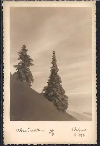 Foto-AK Adalbert Defner: Zwei schneebedeckte Tannen