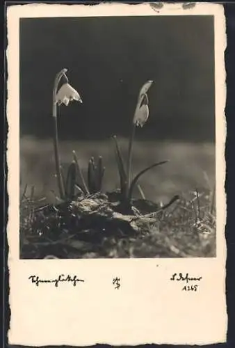 Foto-AK Adalbert Defner: Schneeglöckchen