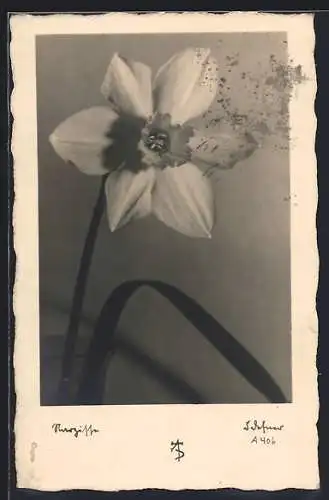 Foto-AK Adalbert Defner: Narzisse