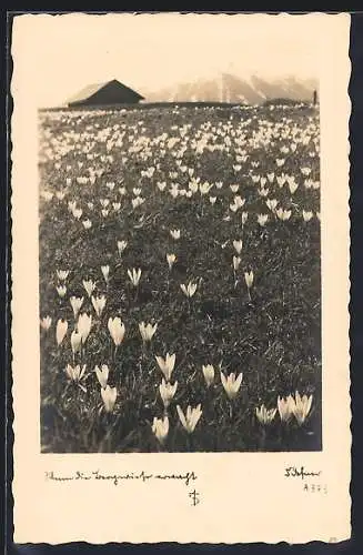 Foto-AK Adalbert Defner: Krokusse auf einer Wiese