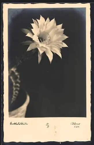Foto-AK Adalbert Defner: Kaktusblüte