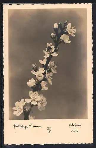 Foto-AK Adalbert Defner: Fleissige Bienen