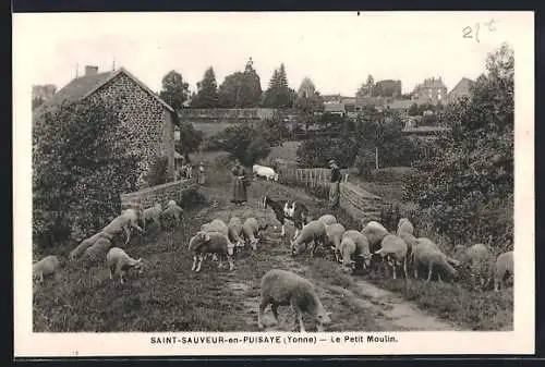 AK Saint-Sauveur-en-Puisaye, Le Petit Moulin avec troupeau de moutons sur le chemin