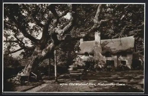 AK Selworthy Green, Old Walnut Tree