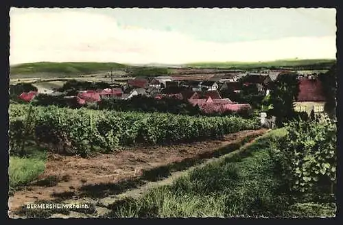 AK Bermersheim /Rheinh., Ortsansicht mit Weinreben