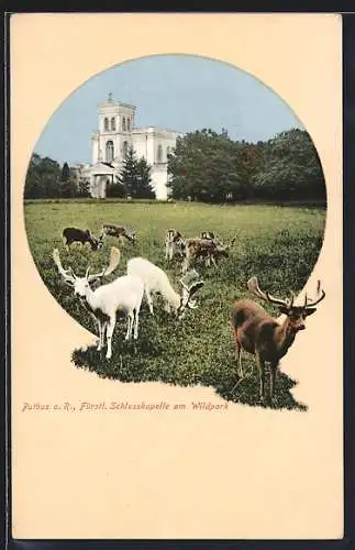 AK Putbus a. R., Fürstl. Schlosskapelle am Wildpark
