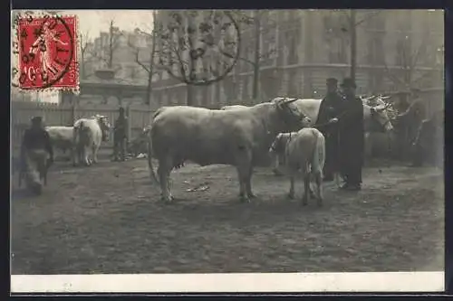 Foto-AK Paris, Kühe und Ochsen in einem Hof