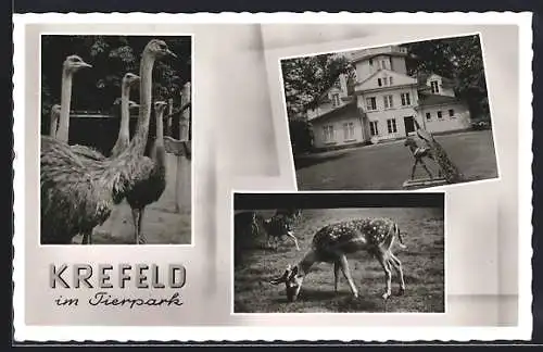 AK Krefeld, Verschiedenste Tiere im Tierpark