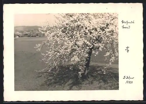 Foto-AK Adalbert Defner: Blühender Baum