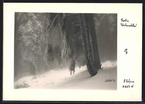 Foto-AK Adalbert Defner: Schneelandschaft im Wald, Frohe Weihnachten