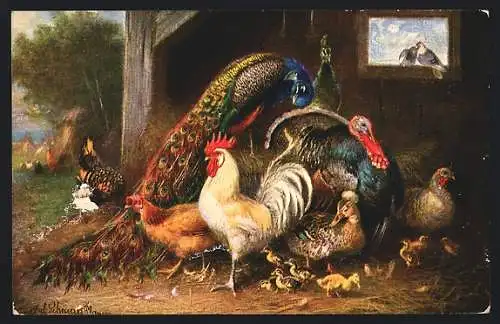 Künstler-AK Pfau, Truthahn, Erpel und Hahn, Geflügel