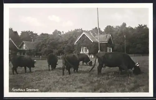 AK Altenbrak, Partie am Forsthaus Totenrode mit Kühen