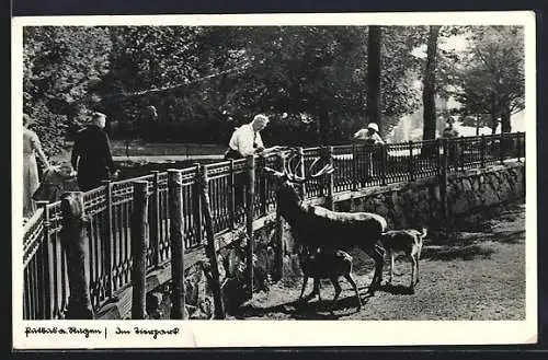 AK Putbus a. Rügen, Partie im Tierpark