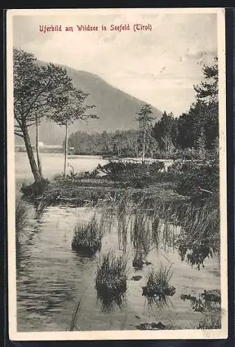 AK Seefeld /Tirol, Uferpartie am Wildsee
