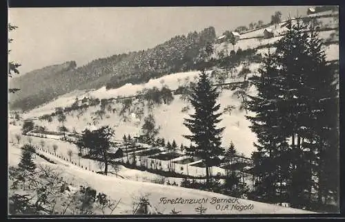 AK Berneck O. / Schwarzwald, Forellenzucht im Winter