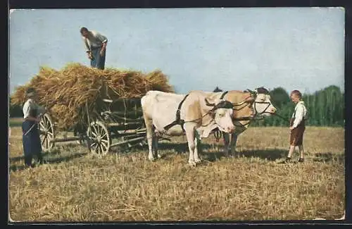 AK Ochsengespann vor einem Wagen mit Heu beladen