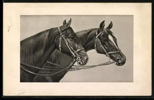 AK zwei Pferde nebeneinander