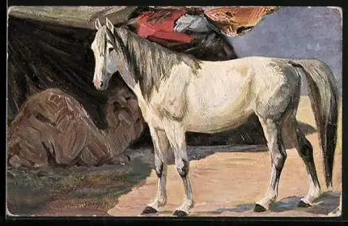 AK Schimmel in der Sonne und rastendes Kamel im Schatten