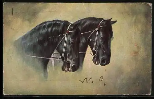 AK zwei schwarze Pferde mit Halfter